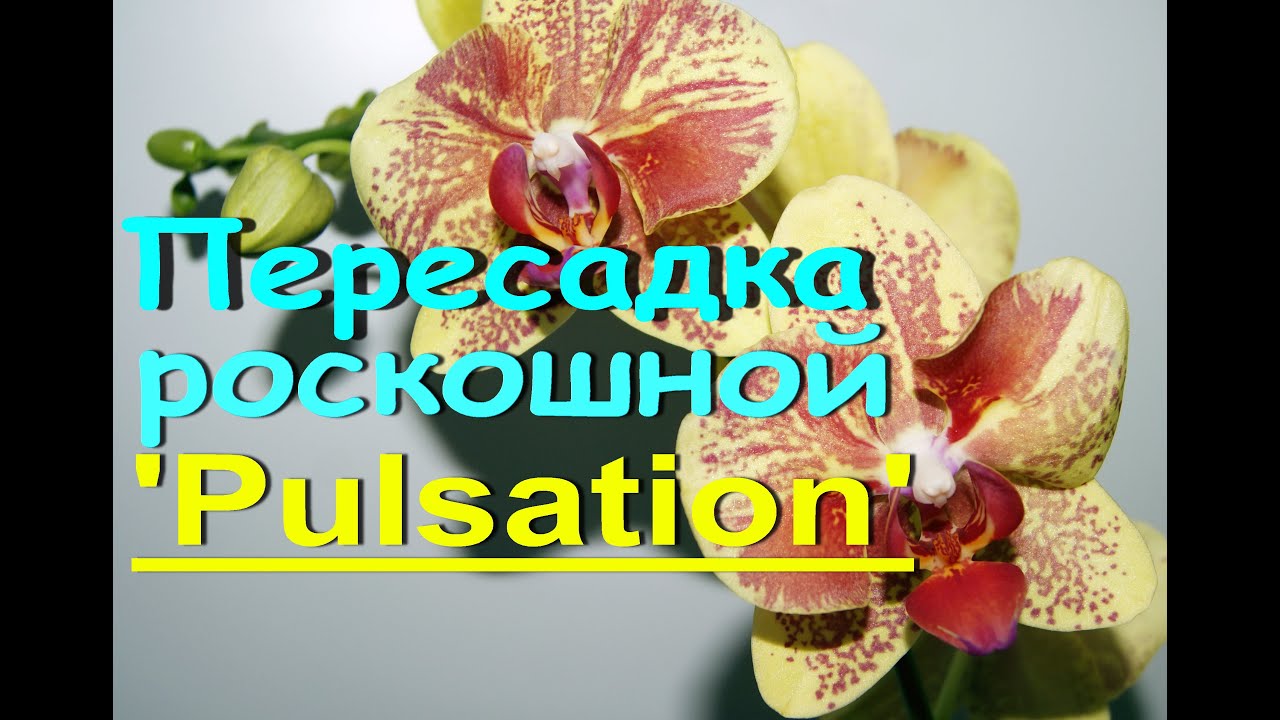 КОРНИ и ПЕРЕСАДКА необычной 