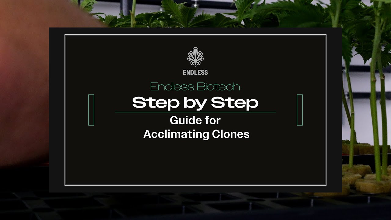 Traditional Clone Acclimation Process