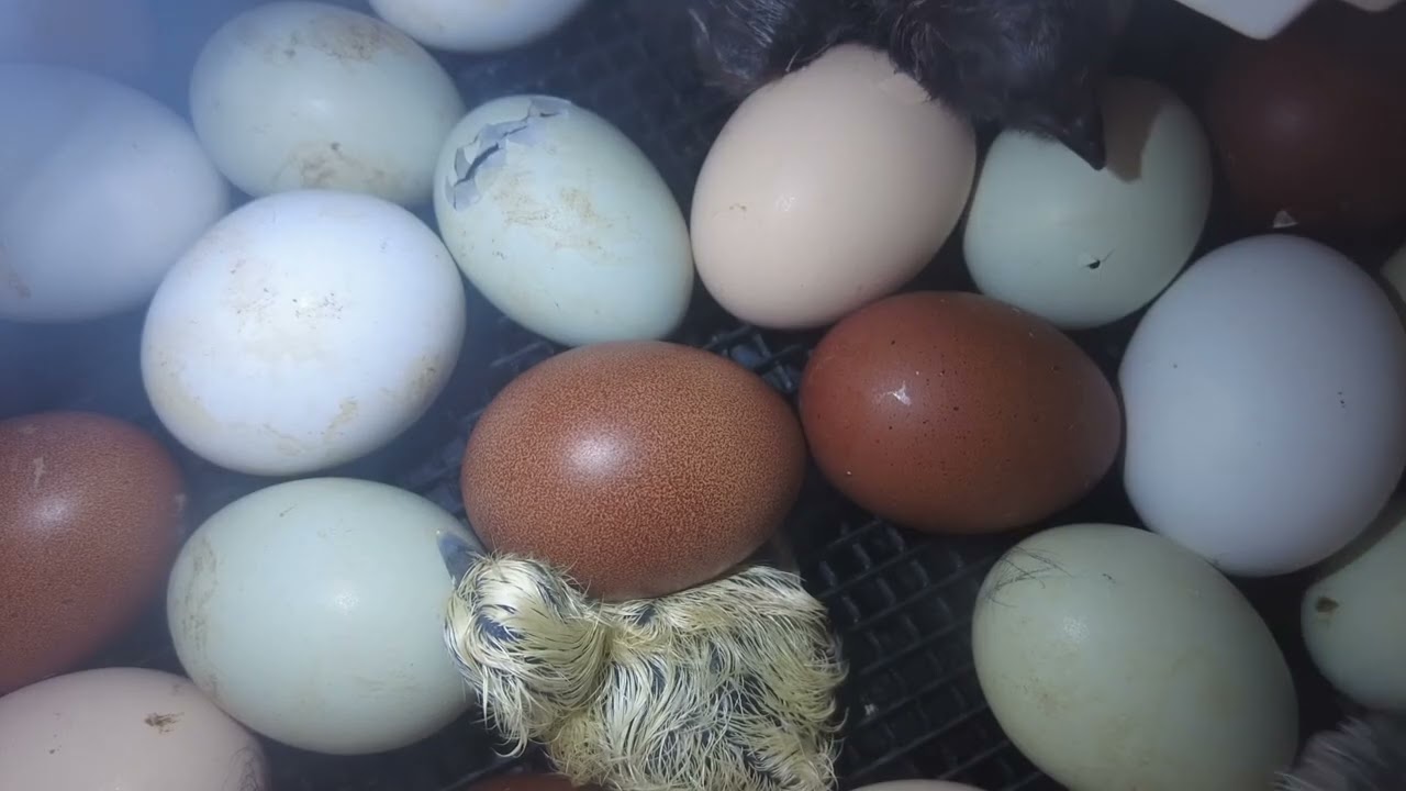 🐣 Relaxing Baby Chick Hatching | 3 Hours Calm Incubator Footage 🥚
