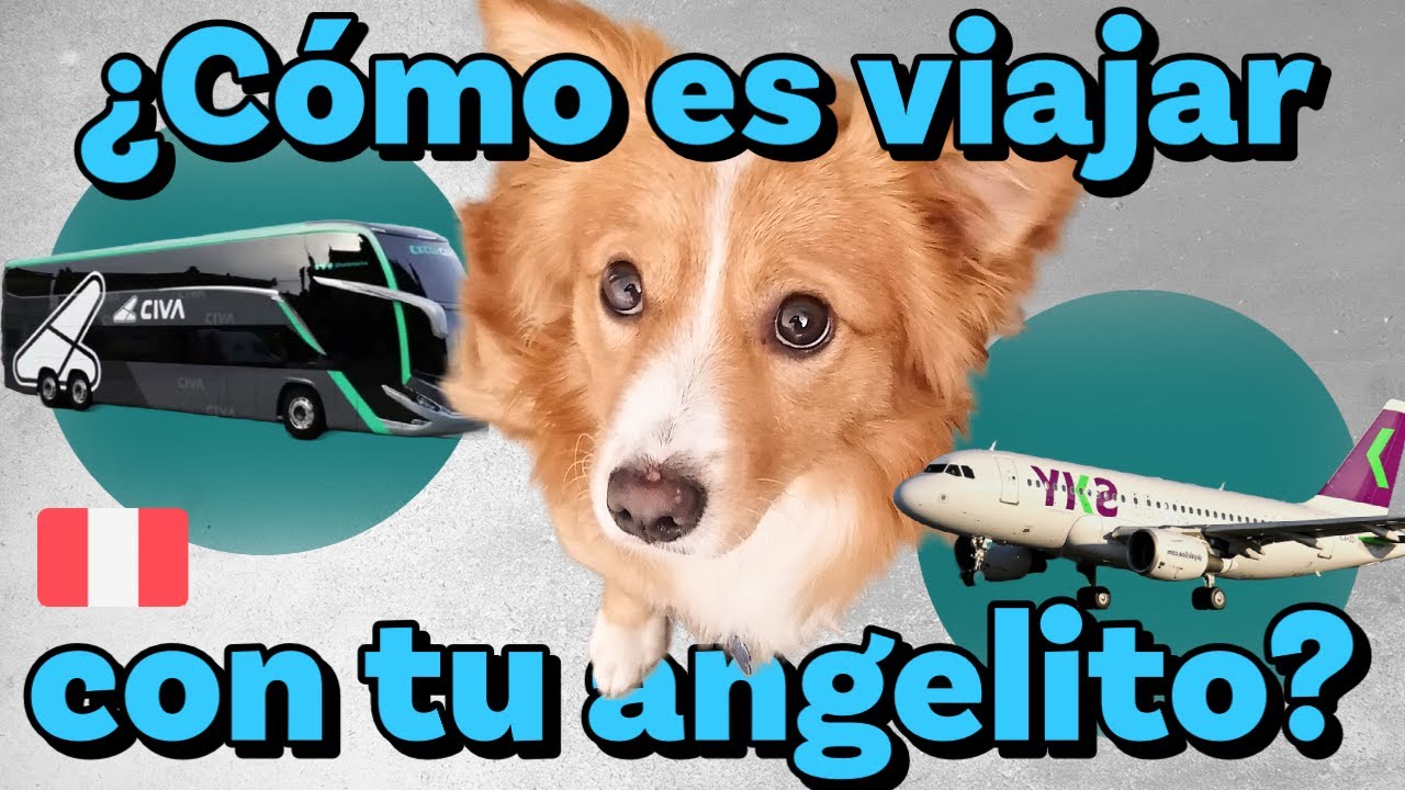 TRAVEL TIPS: VIAJA CON TU PERRITO POR EL PERÚ (Y NO COMETAS ESTOS ERRORES!!!)