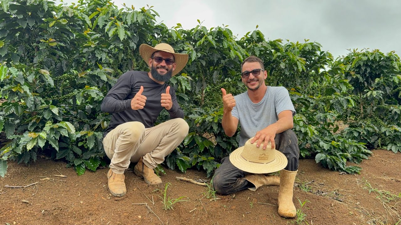 APRENDA COM QUEM VIVE DO CAFÉ PLANTIO MANEJO COLHEITA SEM ERRO 