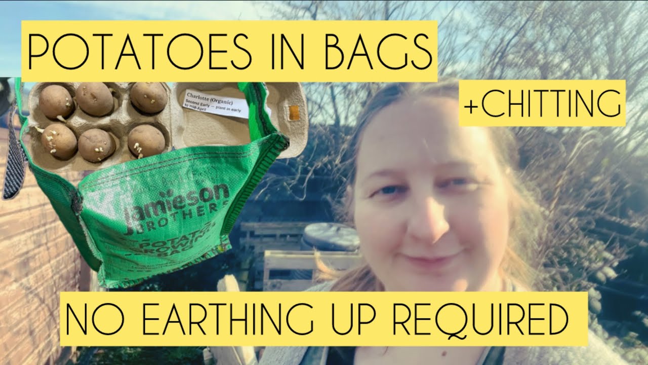 Planting Potatoes -  How to Chit and Plant Potatoes, in Bags, with NO Earthing up