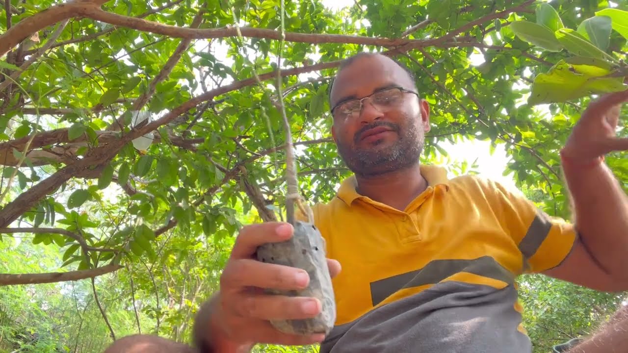 Amazon Live Plants Delivery Unboxing | Java Apple Hybrid  & Jackfruit Grafted Plant ( Red & Green )
