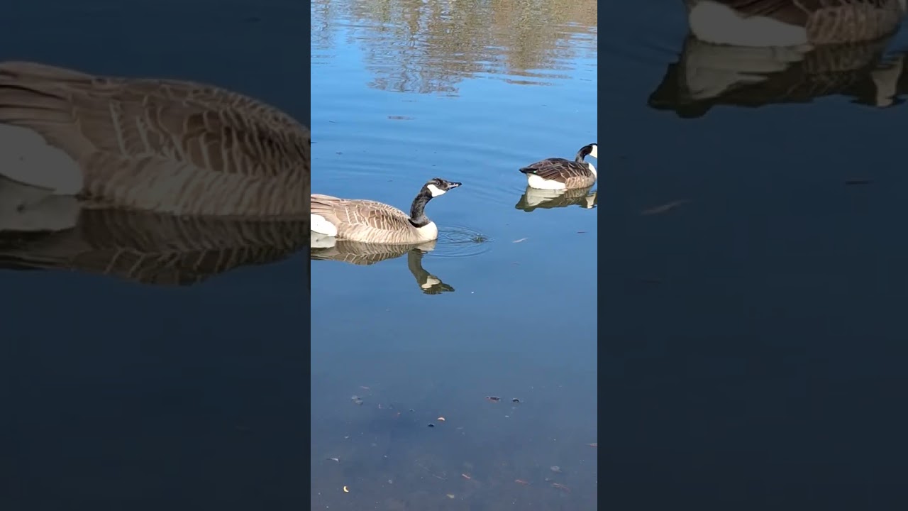 Gänse, Ente. Гуси, утки.