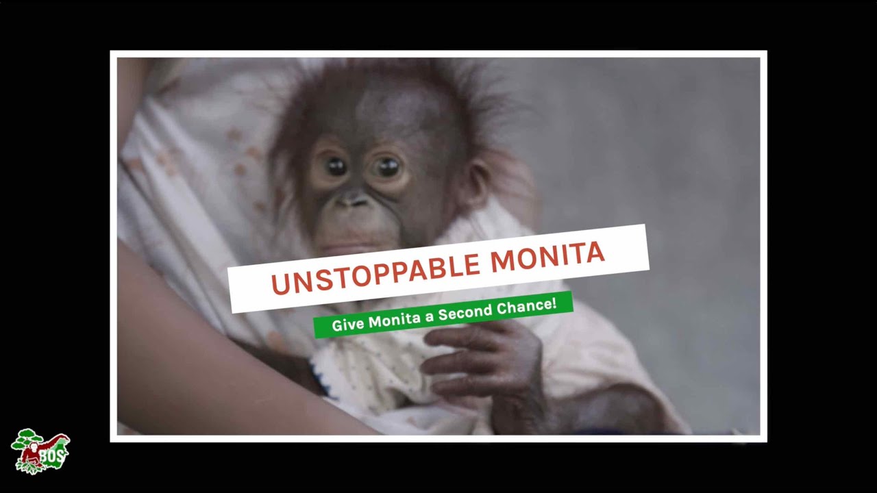GIVE ORANGUTAN MONITA A SECOND CHANCE!