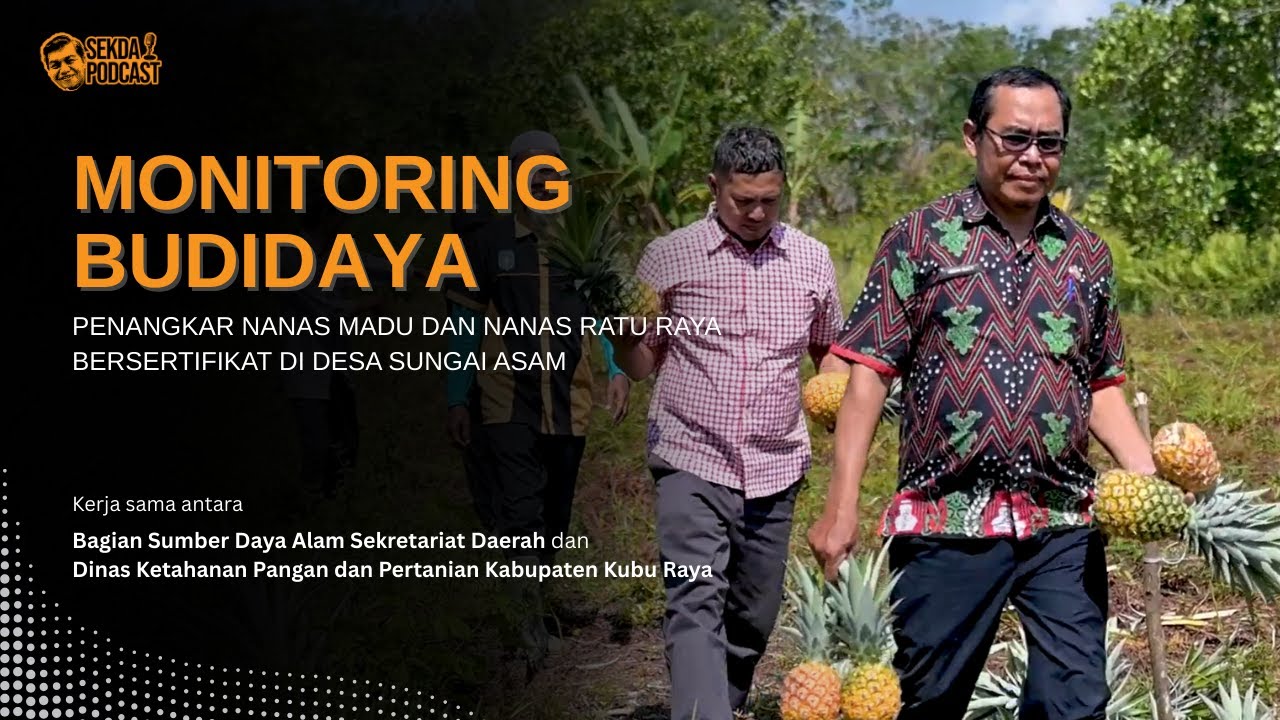 MONITORING BUDIDAYA & PENANGKAR NANAS MADU & NANAS RATU RAYA BERSERTIFIKAT DI DESA SUNGAI ASAM