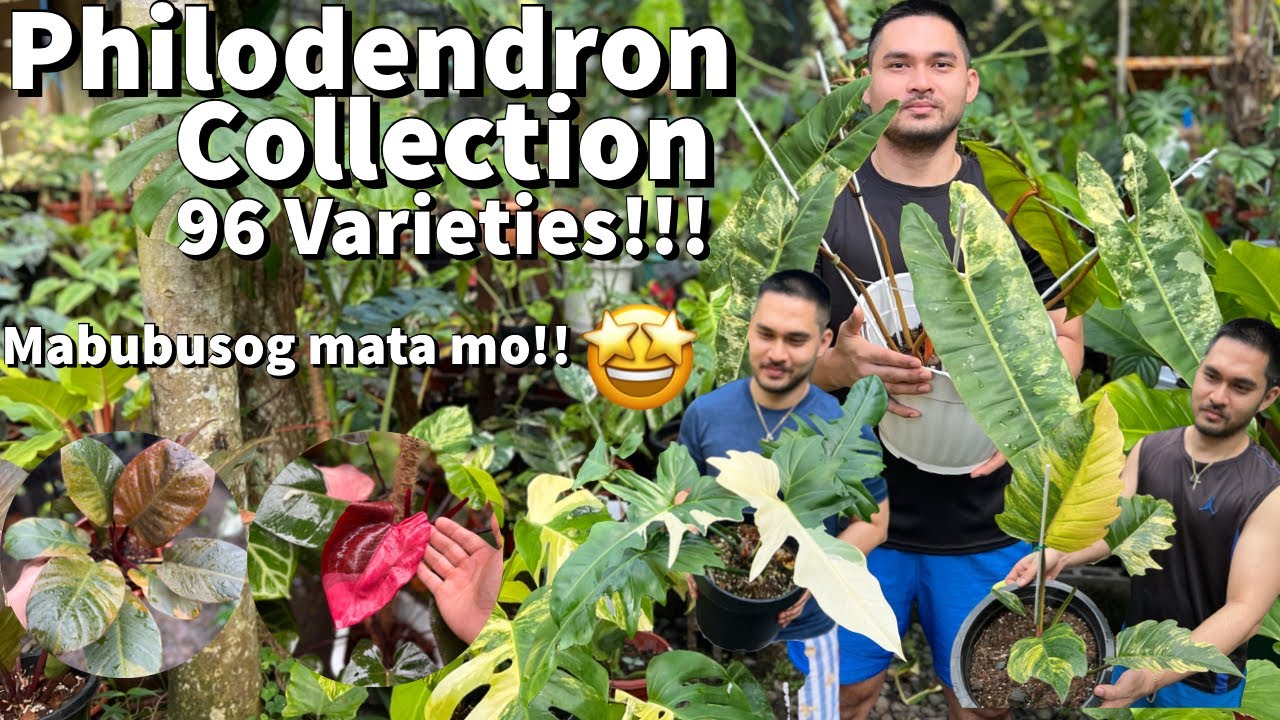 MY PHILODENDRON COLLECTION | PHILODENDRON COLLECTION UPDATE |GARDEN TOUR