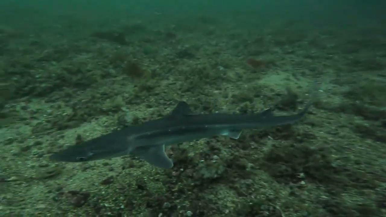 Spurdog Sharks