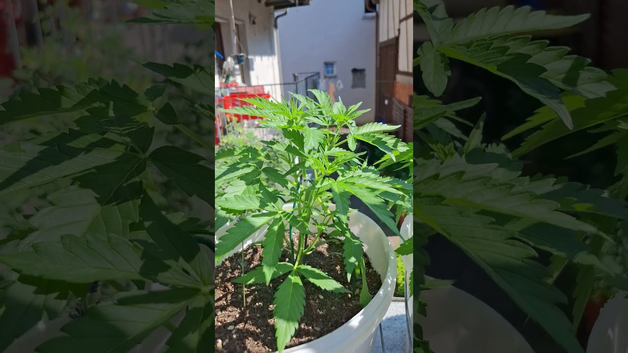 Fat Banana Autoflower Getoppt. Tag30 #growtip #pflanzen #autoflower #outdoor #organic #blumen #LST