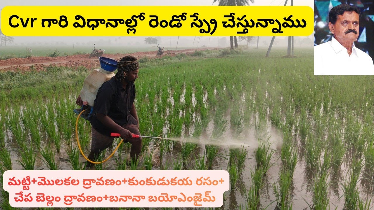 Part -3||2nd Spray in Paddy Using CVR Natural Farming Method||