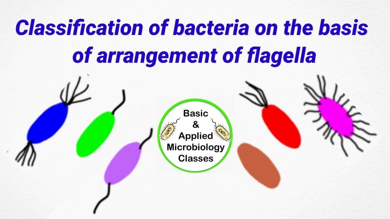 Classification of bacteria on the basis of flagella arrangement | Flagella arrangement in bacteria |