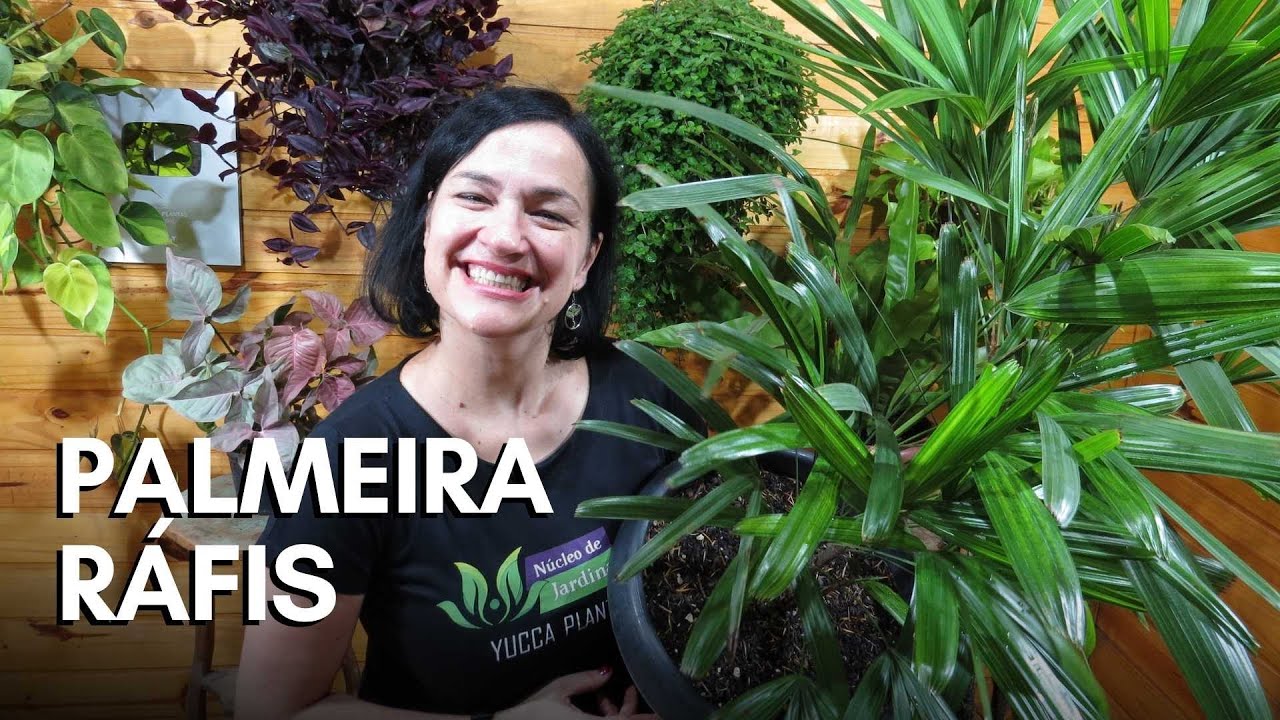 Palmeira Ráfis