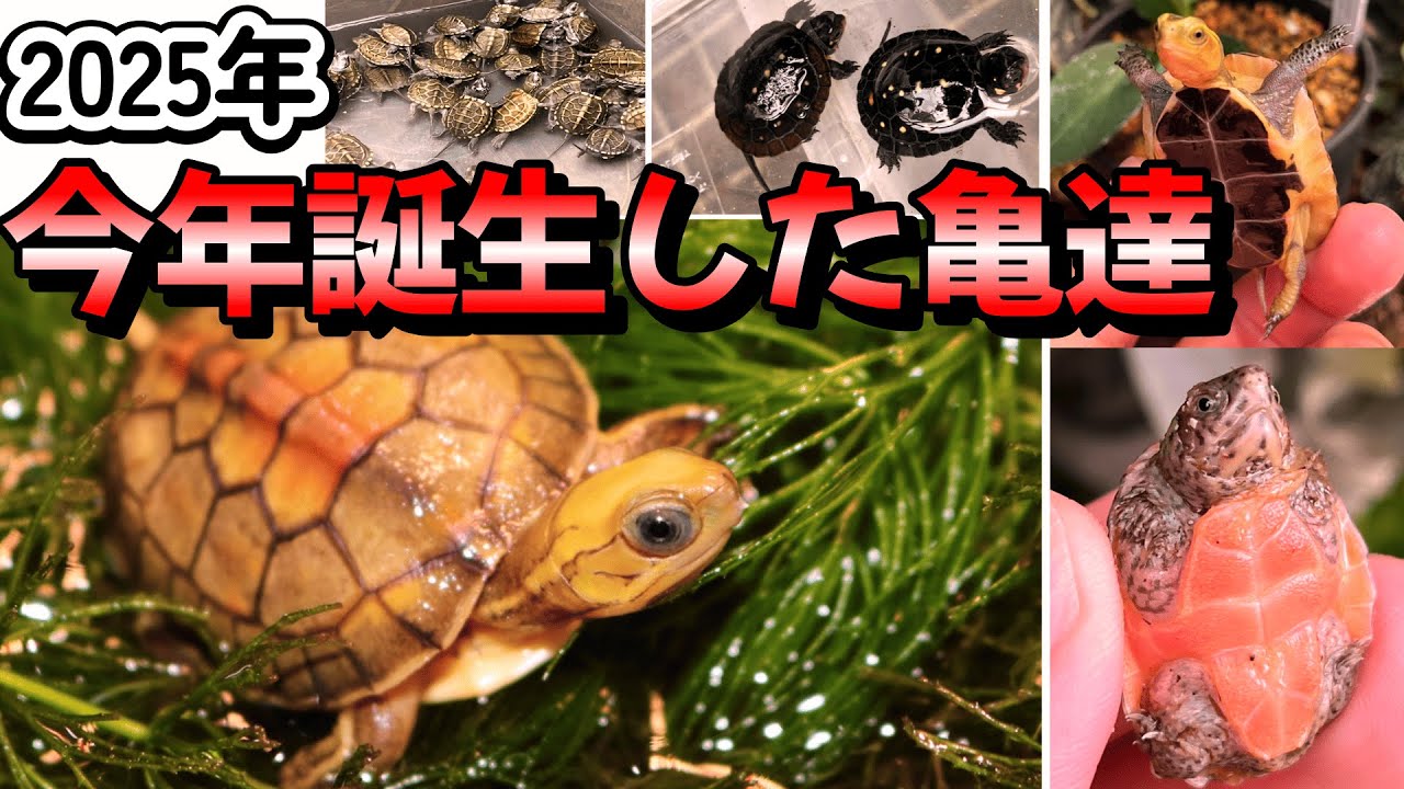 今年誕生した亀達を紹介♪【2025年】