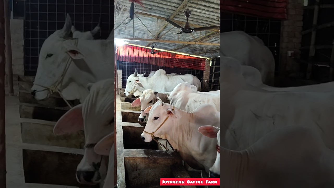 Cattle Farm Shorts Video Joynagar 2026 