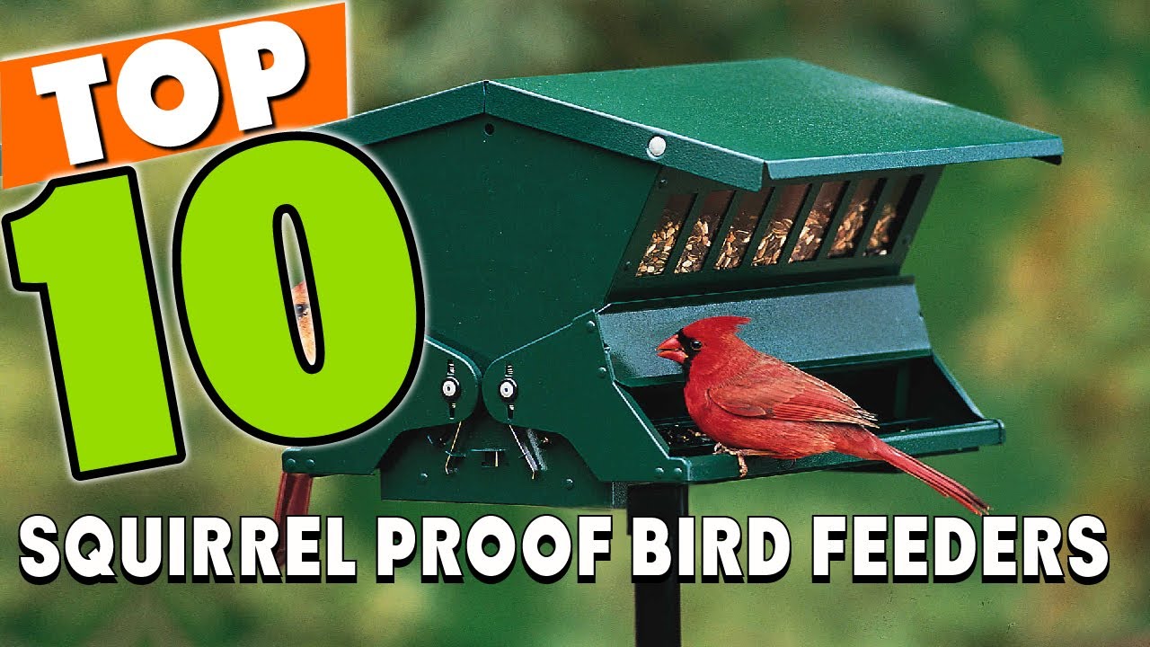 Best Squirrel Proof Bird Feeder In 2025 - Top 10 Squirrel Proof Bird Feeders Review