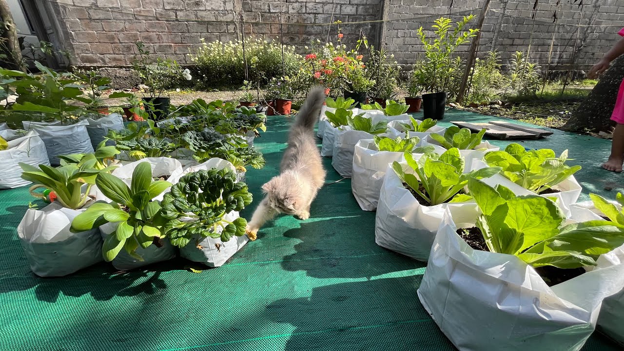 Berkebun di Musim Hujan