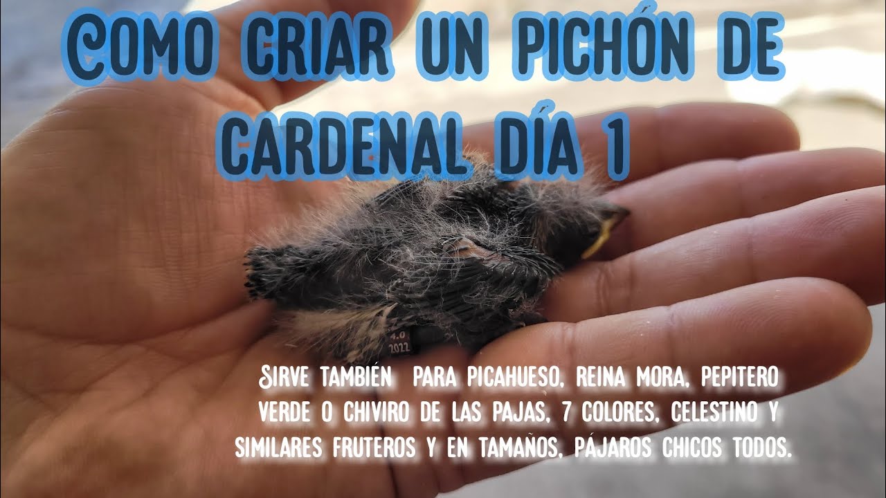 Como criar un pich&oacute;n de cardenal d&iacute;a 1 alimentaci&oacute;n