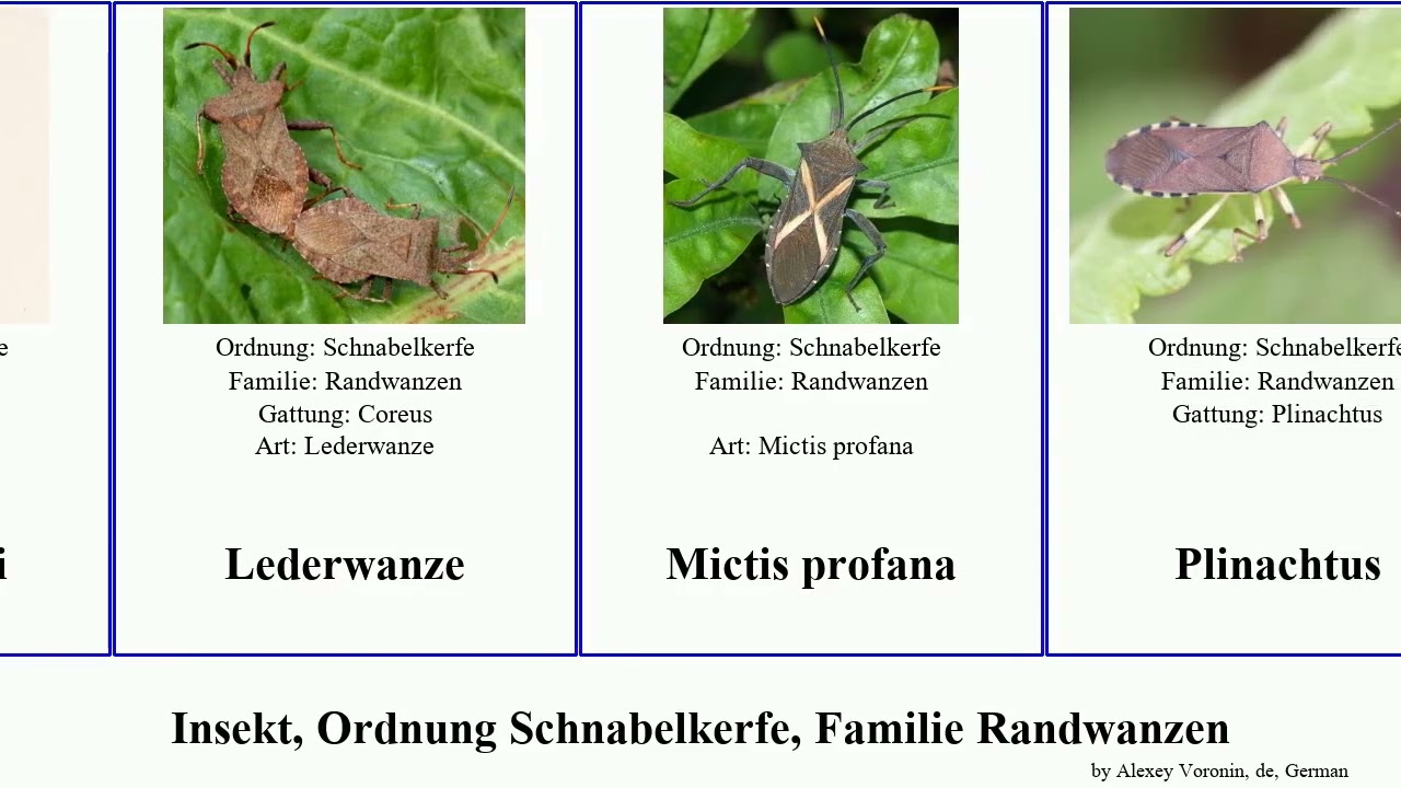 Insekt, Ordnung Schnabelkerfe, Familie Randwanzen insect Kiefernwanze Chariesterus Pseudophloeini