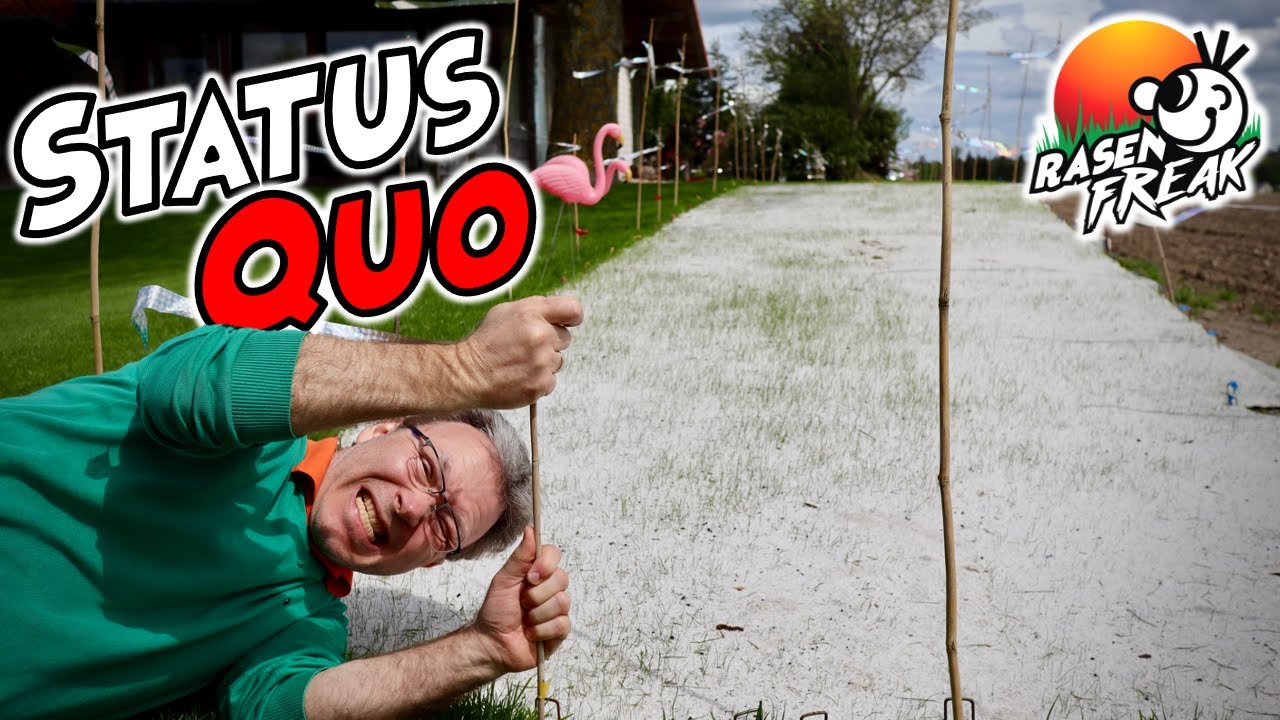 ZWISCHENBILANZ: organische DÜNGUNG, blühende GRÄSER, WOLLRASEN, POA ANNUA⎮die RASENFREAK Rasenfläche