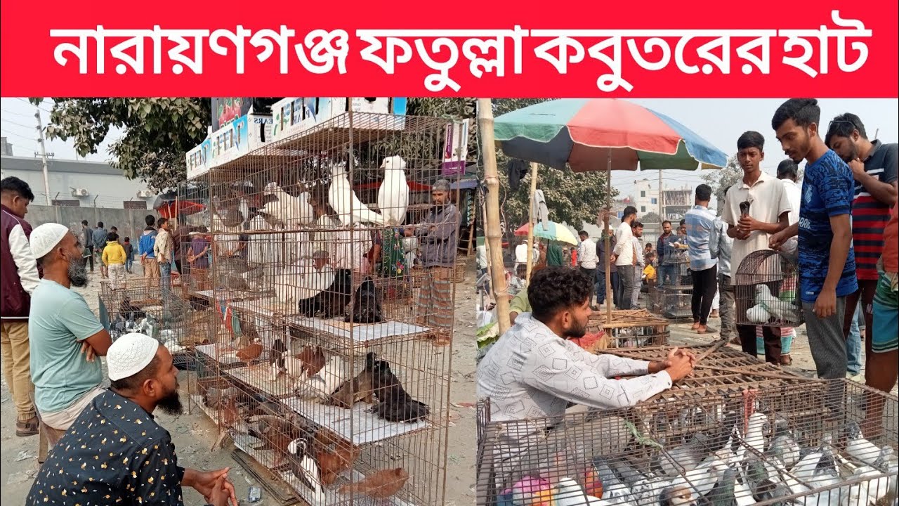 ০৯/১২/২০২৫,নারায়ণগঞ্জ ফতুল্লা কবুতরের হাট।আজ রোজ মঙ্গলবার।প্রতি সপ্তাহে মঙ্গলবার এবং শুক্রবার বসে।
