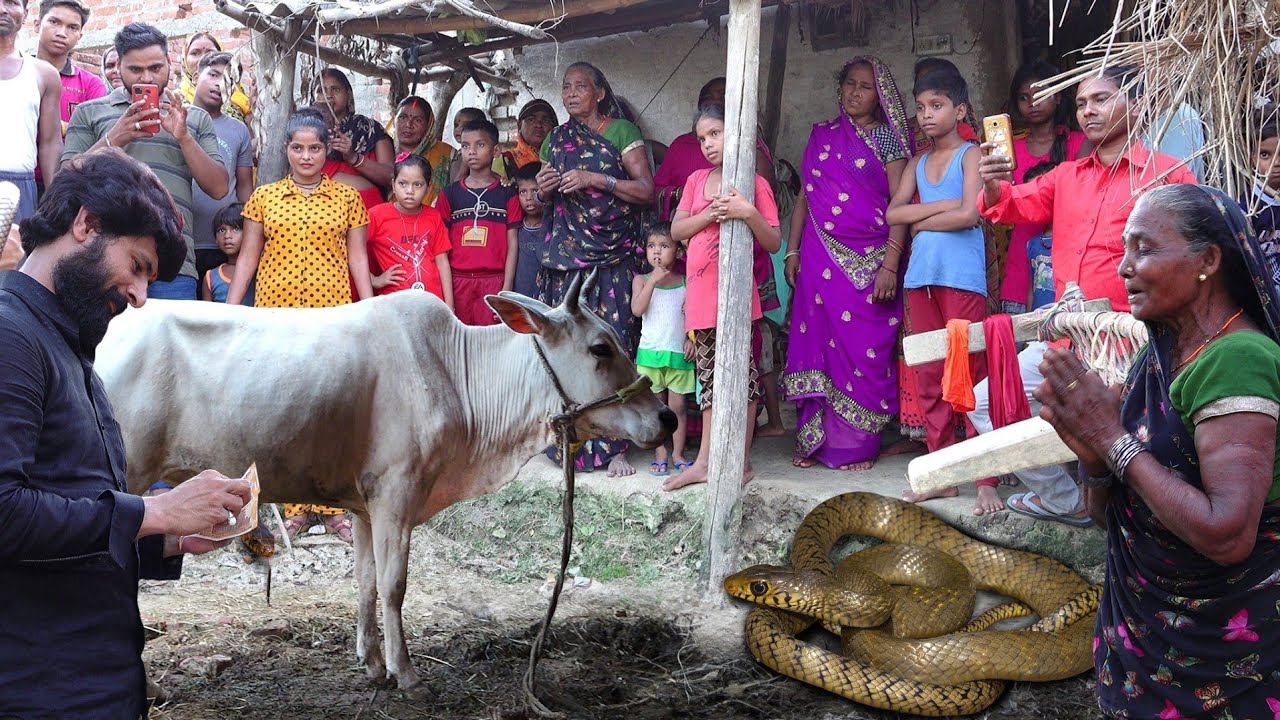 भारत का सबसे तेज धावक सांप कहां छिपा था, फिर इस गरीब परिवार के साथ क्या किया गया! 🥹 Snake Rescue 🐍