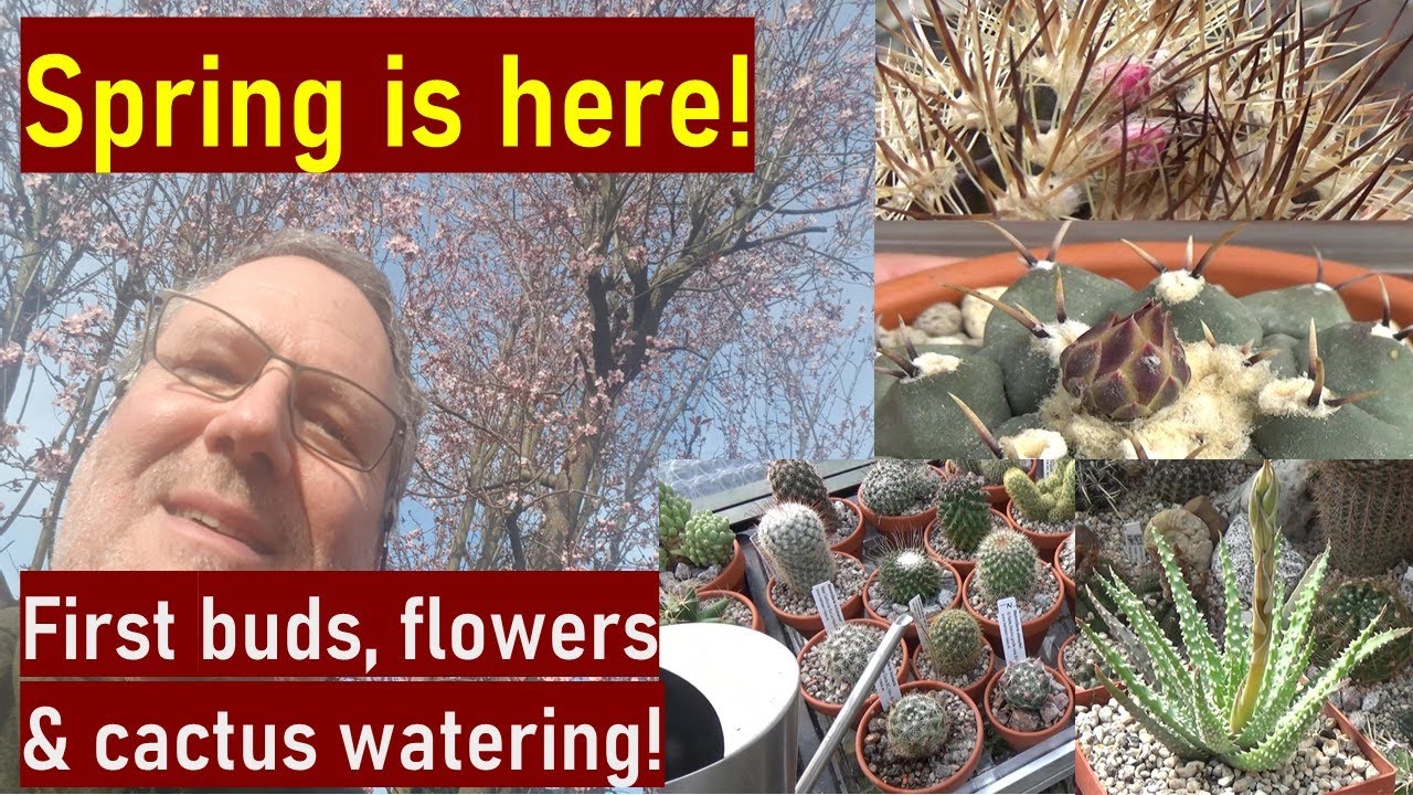 Spring is here! First buds, blooms & cactus watering in my collection #cacti #succulents #cactuscare