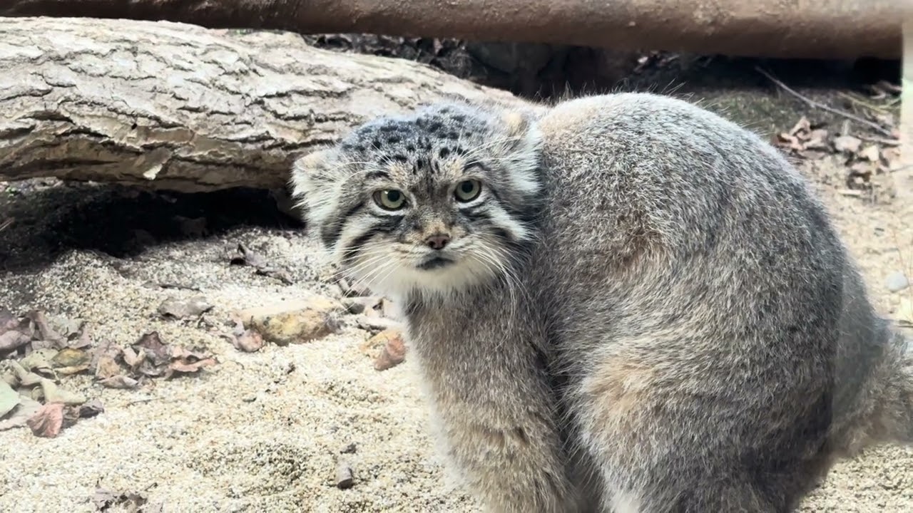 見られちゃってるよレフくん　マヌルネコ　那須どうぶつ王国