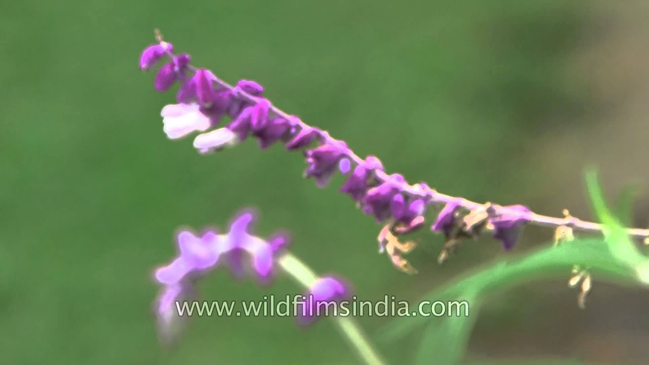 Salvia leucantha