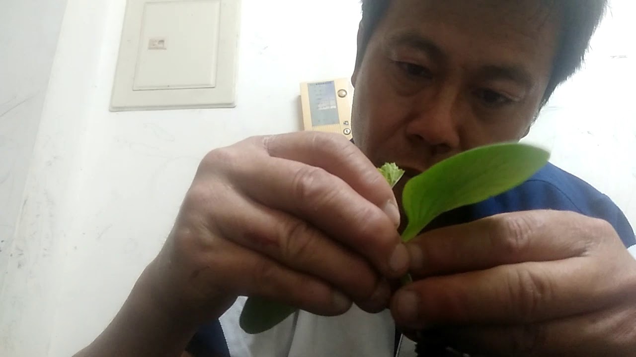 苦瓜嫁接技術