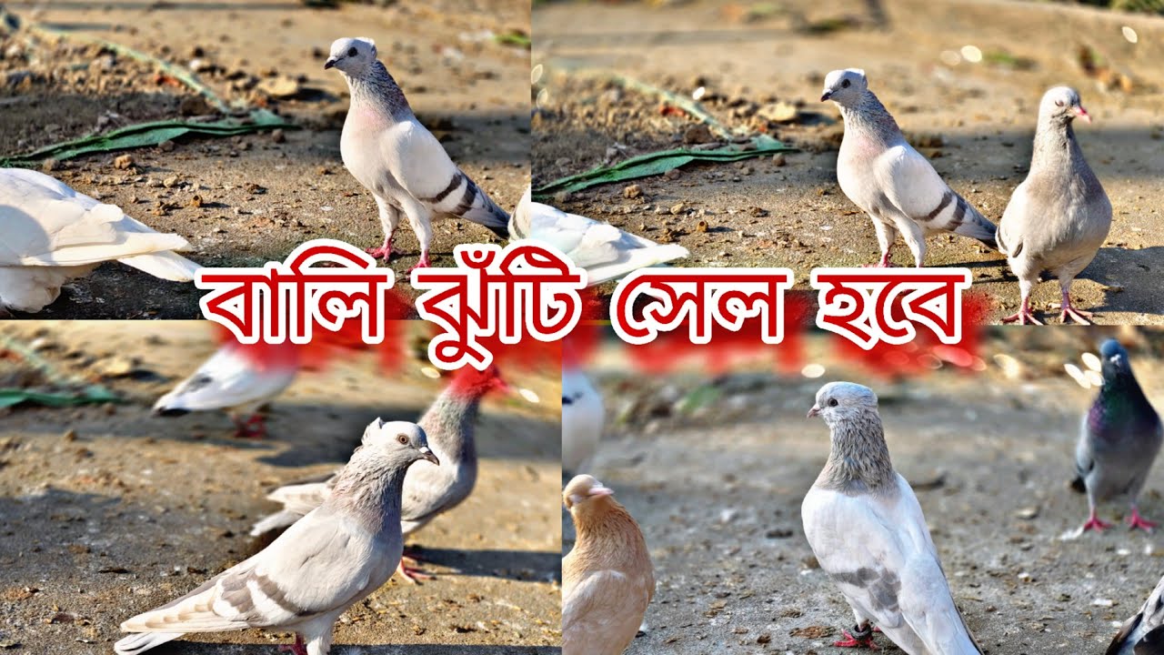 বালি ঝুঁটি ও‌ চিনি কালদুম সেল হবে #pigeonlaver #everyone #viral #vlog #for 