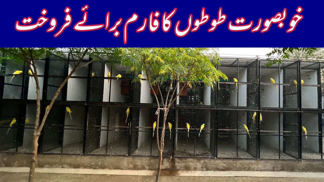 Amman Khan Breeding Farm in Pakistan Yellow Ringneck, White Ringneck, Green Ringneck