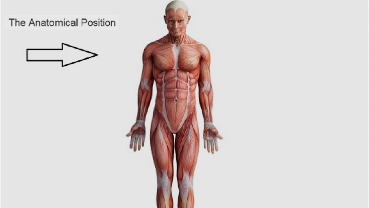 General anatomy Introduction 2