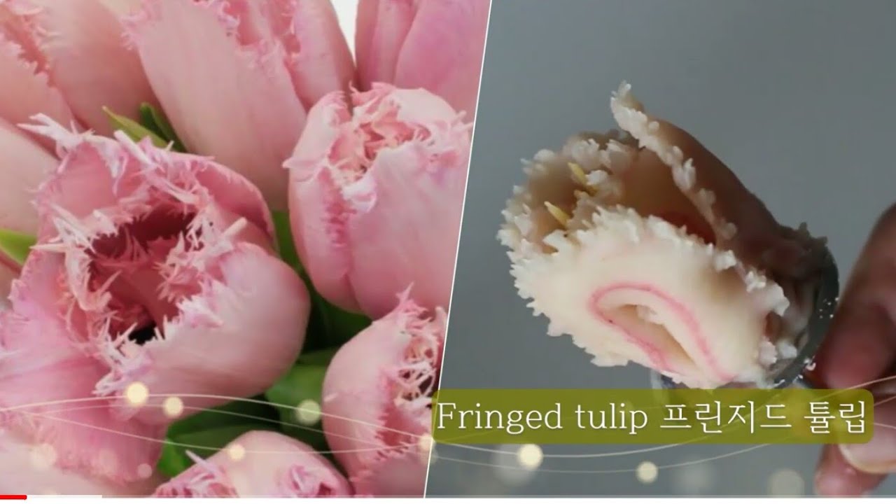 앙금플라워 프린지드튤립 Fringed tulip flower piping