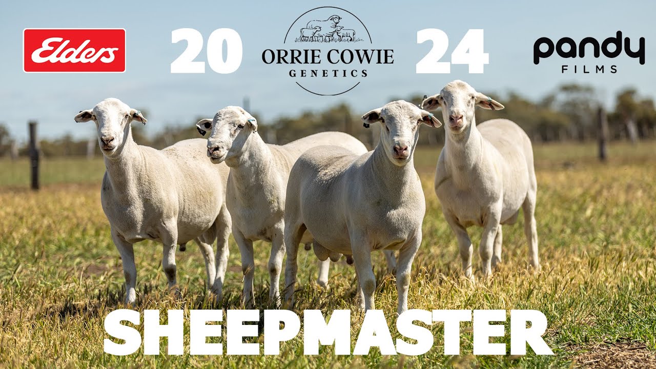 Orrie Cowie 2024 SheepMaster Pre-Sale video