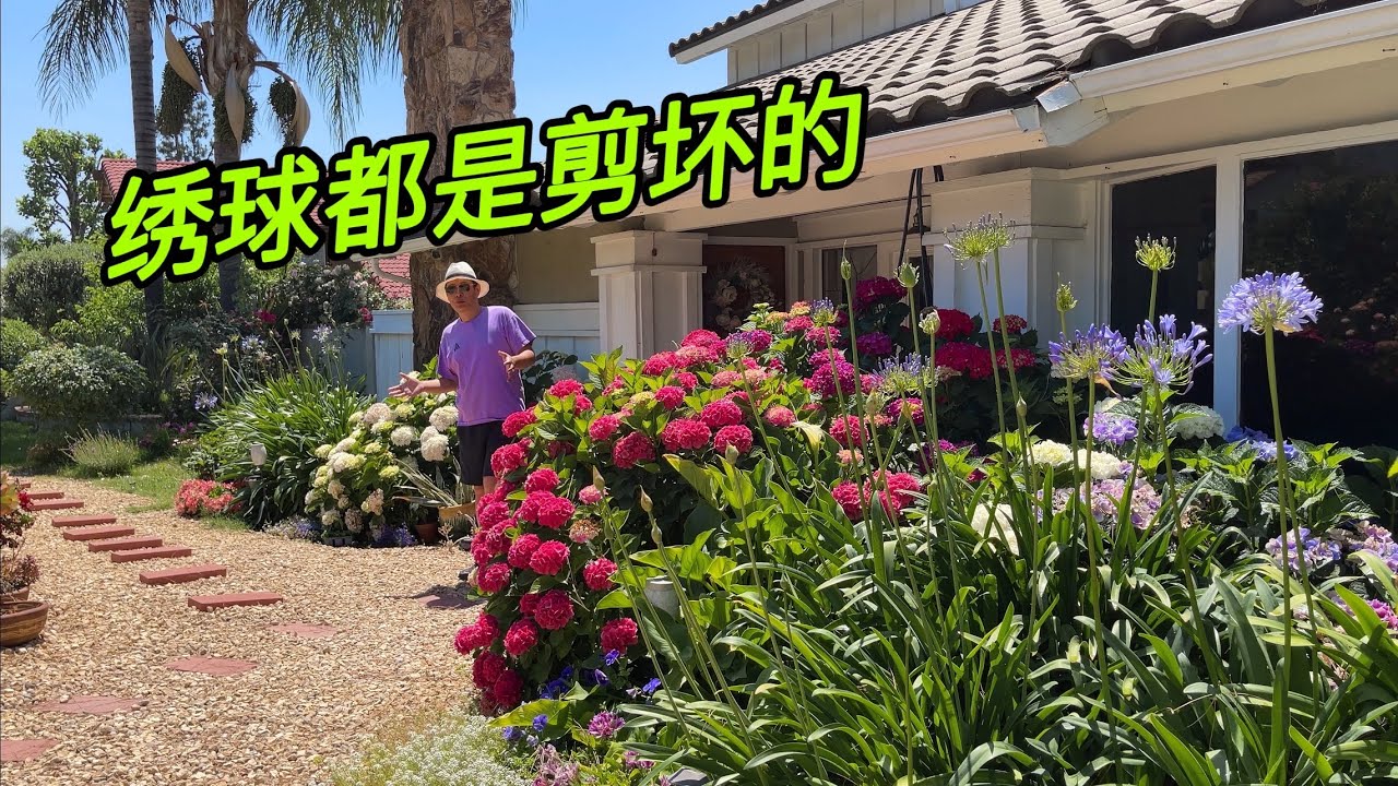 （园艺篇325）绣球修剪进阶完全版，告诉您绣球是如何剪坏的！看完捶胸顿足恍然大悟的请留言！