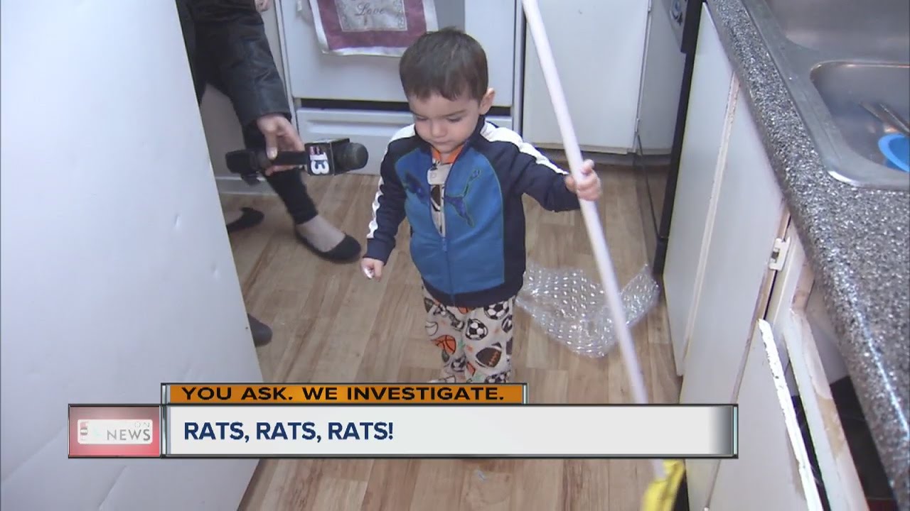 Moms say apartments under siege from rats