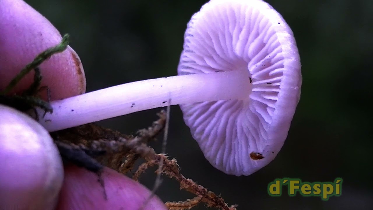 G&eacute;nero MYCENA - M pura-- M rosea- -M vulgaris   -Nombre com&uacute;m  Bonetes-