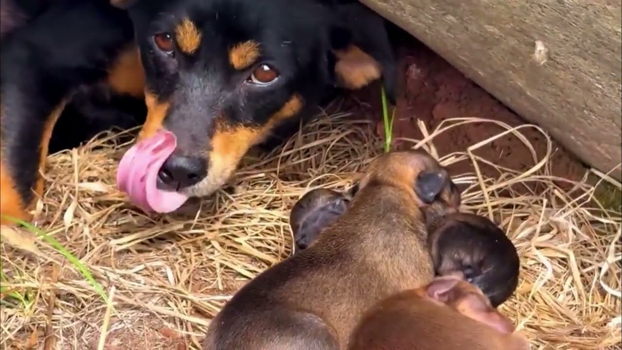 BOTTLE FEEDING NEWBORN PUPPIES || PUPPY CARE GUIDE || SO CUTE