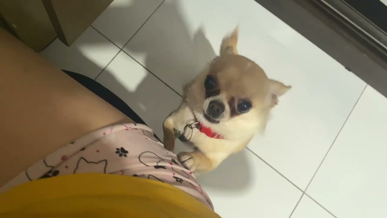 Meu cronograma de estudos 