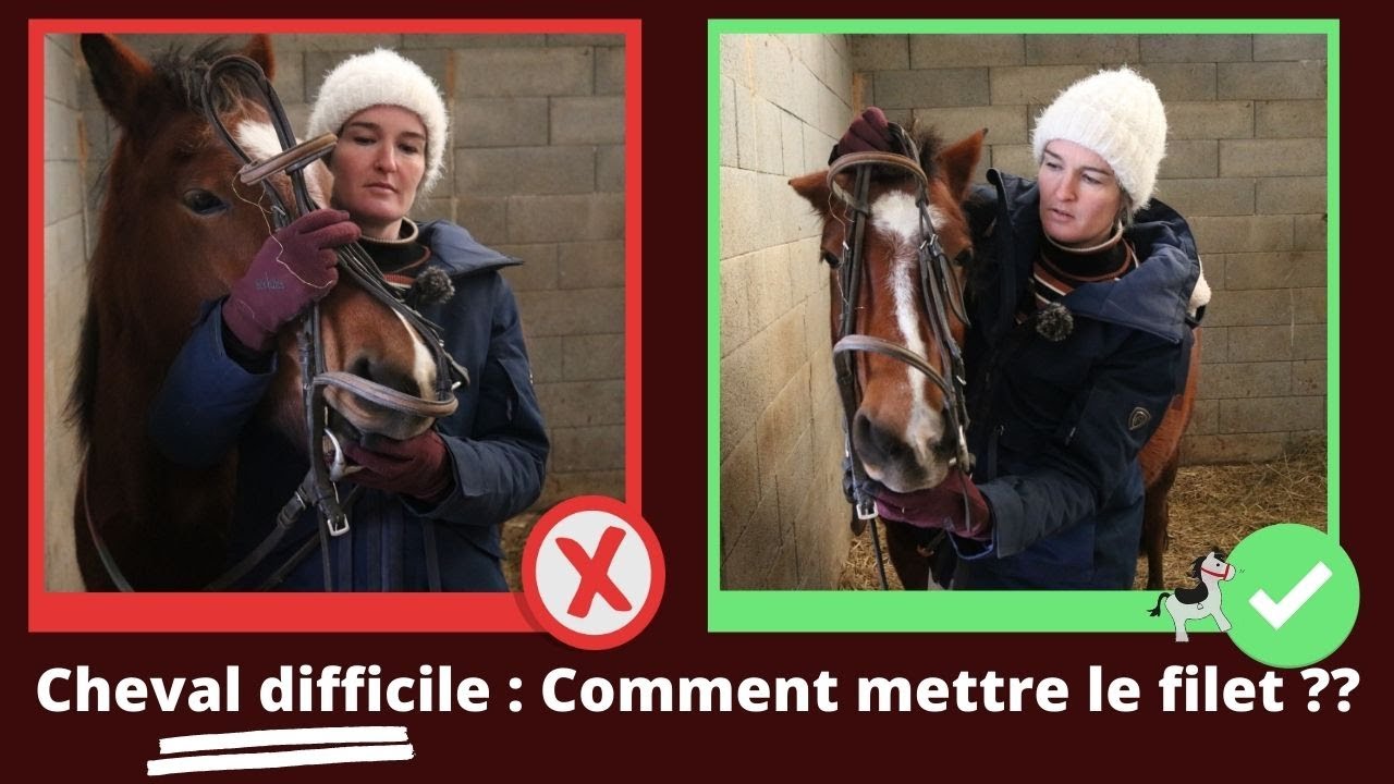 Technique pour mettre le filet à un cheval difficile
