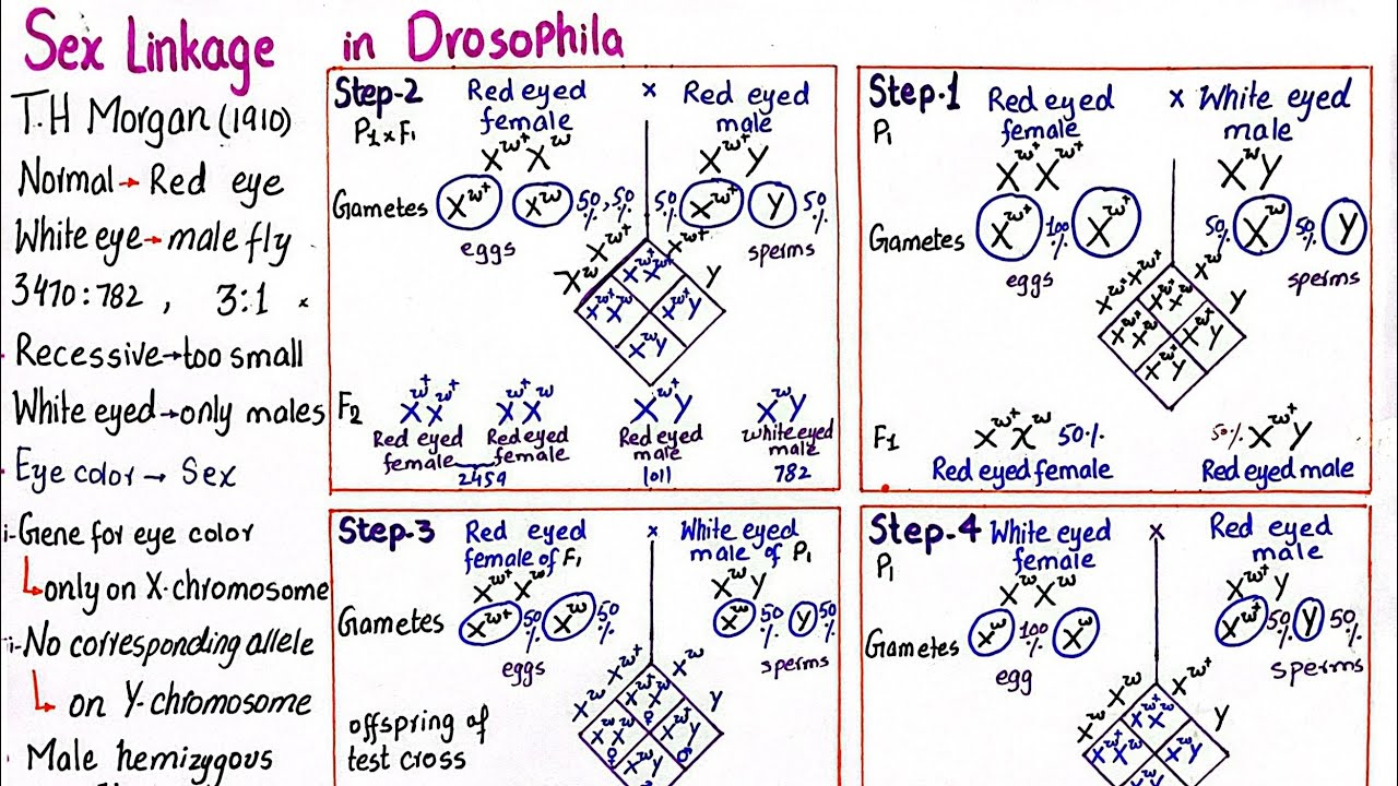 Sex linkage | sex linkage in drosophila | T.H Morgan experiment | class 12