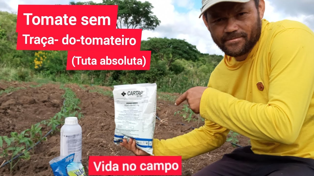 Tomate sem traça- do- tomateiro(tuta absoluta)