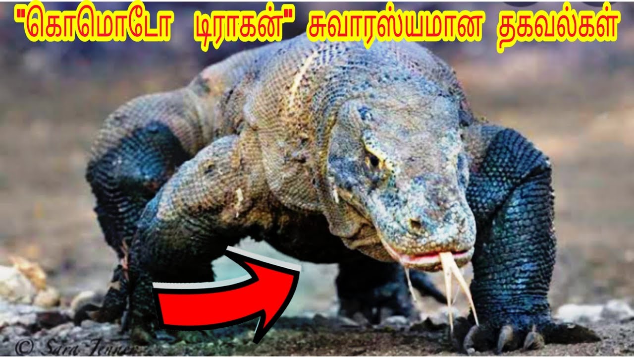 கொமடோ டிராகன் 6 சுவாரஸ்யமான விஷயங்கள்/ Udumbu / Big Lizard /   komodo dragon / Tamil Display