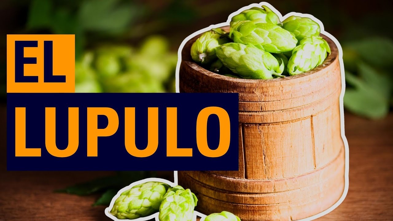&iquest;Qu&eacute; es el L&uacute;pulo y para qu&eacute; sirve?