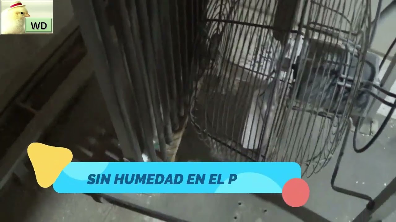 #incubación #avicultura  #sistema de enfriamiento por agua en máquinas nacedoras #chickmaster
