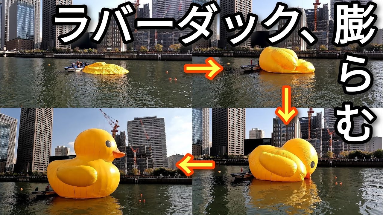 【ラバーダック】今年も中之島に巨大あひるがやってきた 大阪・光の饗宴2022 福島区 堂島川ほたるまち港【4K】