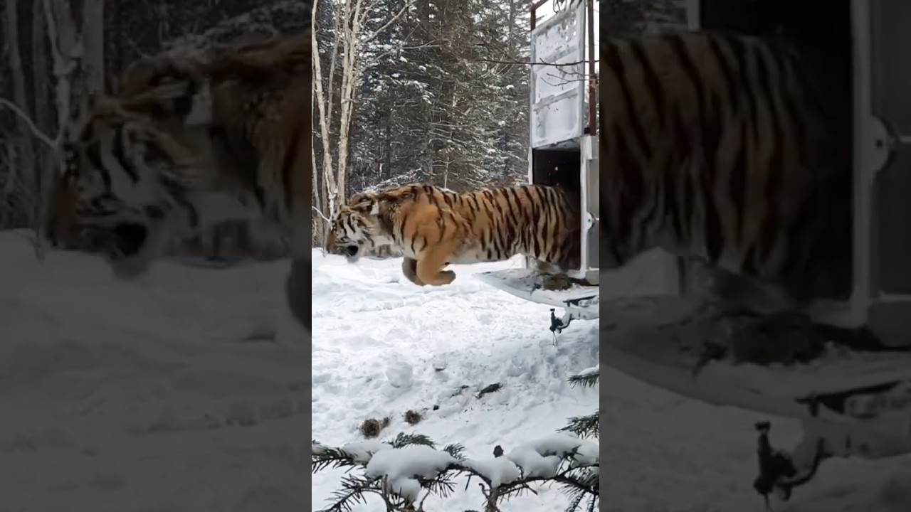 Очередной отловленный Амурский тигр отпущен на свободу в Приморском крае