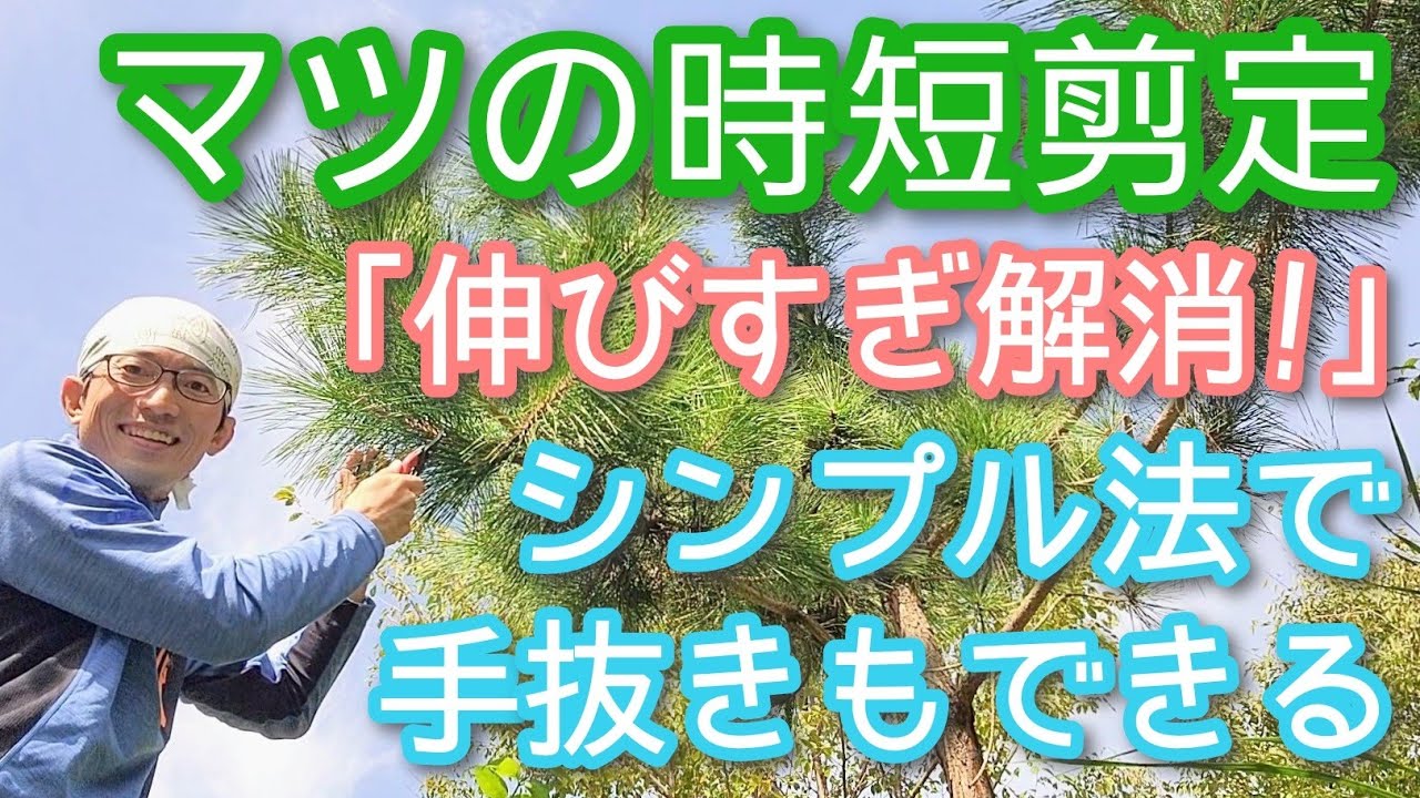 【マツ(松)の剪定】伸び放題でも小さくなる時短手入れを実演します(2024年10月)🌲👌