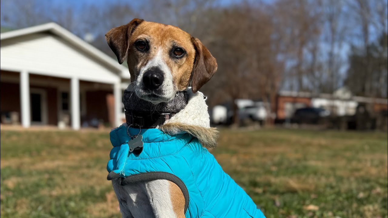 Cricket - Parson Russell Terrier Training 