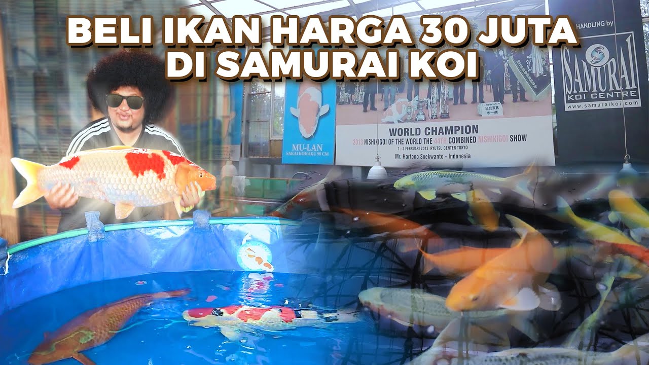 BABE CABITA BELI IKAN HARGA 30 JUTA DI SAMURAI KOI | BEBS FISH